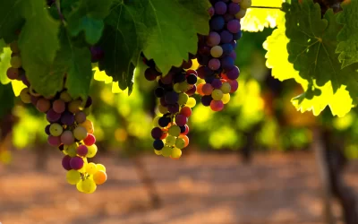 Grape Network, the Startup That Broke Solana, Raises $1.8M