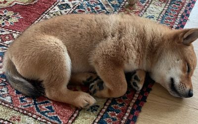 Elon Musk’s New Puppy Tweet Sends Shiba Floki Token Soaring, FLOKI Jumps More Than 900% in 24 Hours