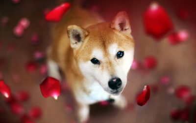 Dogecoin Rival Shiba Inu Spikes in Value While DOGE Prices Flounder, SHIB Jumps 21% in 24 Hours