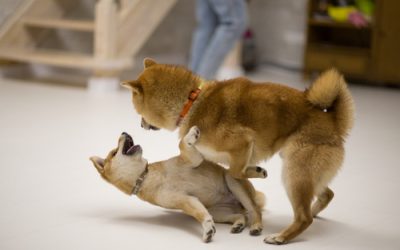 Shiba Inu v Dogecoin: SHIB stands better prospects – Here’s why