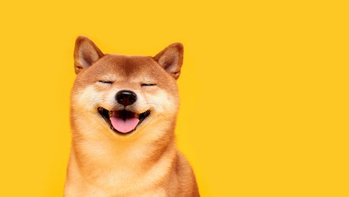 Shiba Inu (SHIB): A Complete Beginner’s Guide