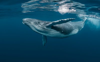 As Bitcoin’s Price Spikes Pods of BTC Whales Begin to Shrink in Size