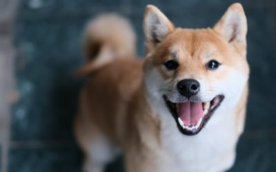 Meme Crypto Shiba Inu Skyrockets — SHIB Climbs 230% in a Week, Whale Buys 6 Trillion Tokens