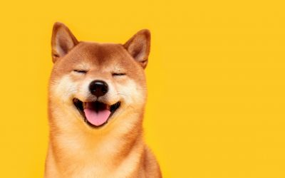 Shiba Inu Soars Knocking Dogecoin Down a Notch — 20 Holders Own 75% of the SHIB Supply