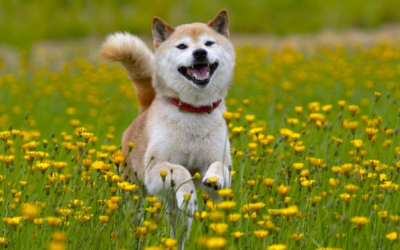 Where to buy Shiba Inu coin as SHIB overtakes Dogecoin in value