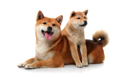 Where to buy Floki Inu: the latest pet inspired coin attracting attention