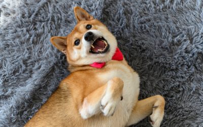 Analyst: Shiba Inu (SHIB) likely to see a dead cat bounce