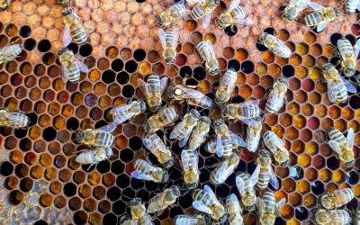 Hive Blockchain to Raise C$110M to Expand Bitcoin Production