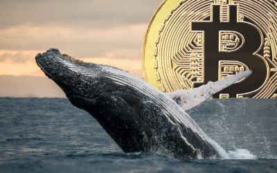 While BTC Skyrocketed to $69K, Whale From 2013 Transfers $147 Million Worth of ‘Sleeping Bitcoins’