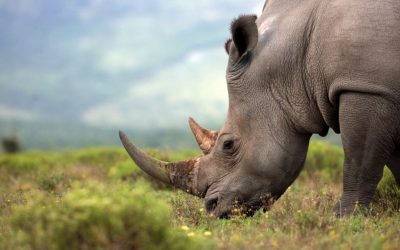 Leading African Conservancy to Raise Funds for Rhinos via Auction of Horn NFTs