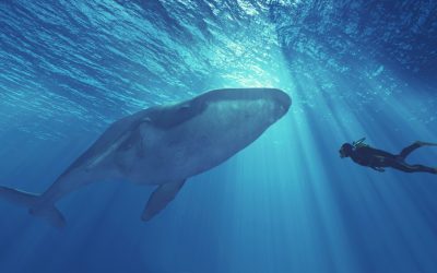 While Speculators Believe Bitcoin’s Third-Largest Wallet Is a Mystery Whale, Onchain Data Suggests It’s an Exchange