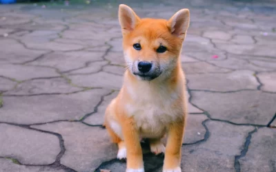 Shiba Inu Launches Beta Version of DAO to Give Users More Authority Over Crypto Projects