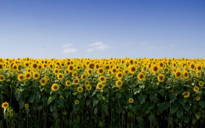 Polygon Under Accidental Attack From Swarm of Sunflower Farmers