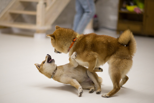 Doge Killer is declining, shed 6% of its value in 24 hours: Time to buy?