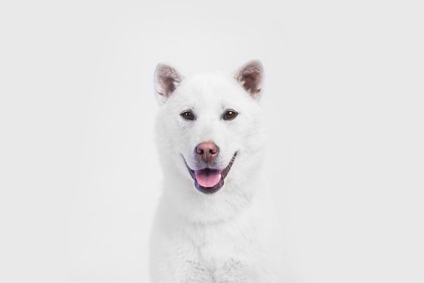 Kishu Inu (KISHU) has jumped 8% today: why is the price of KISHU of rallying?