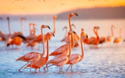 FlamingoDAO’s NFT Portfolio Is Now Worth $1B