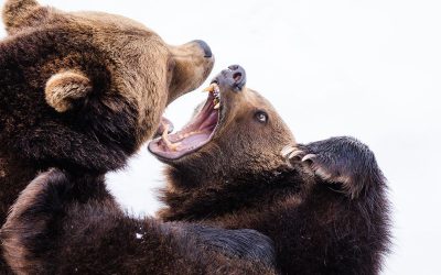 What Advisors Can Do During a Bear Market