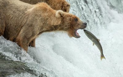 Anatomy of a Crypto Bear Market