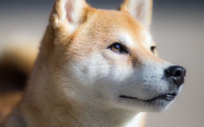 Shiba Inu's Metaverse Will Feature More than 100K Land Plots