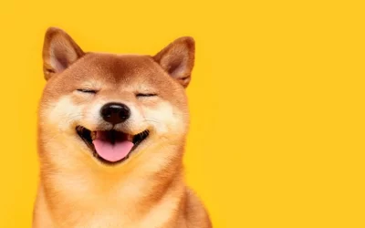 Ukraine Expands Crypto Donations to Accept Dogecoin