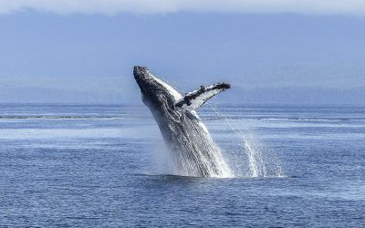 Whale Holdings in Cardano's ADA Token Hit Record High