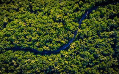 These ‘Utility NFTs’ Look to Gamify Rainforest Protection