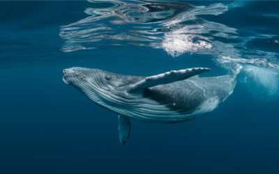 Rumors Claim Large Bitcoin Wallet Is a Whale’s Stash or Microstrategy’s Wallet Despite Conflicting Data