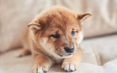 Shiba Inu lost its recent gains: will it recover and surge higher soon?