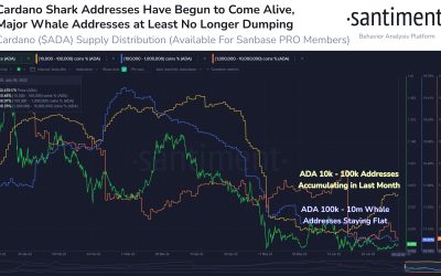 Cardano ‘sharks’ scoop up 79.1 million ADA ahead of Vasil hard fork