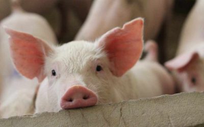 US State Issues Order Freezing Crypto at Exchanges in Pig Butchering Scam Crackdown