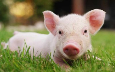FBI Renews Warning About Pig Butchering Crypto Scam Sweeping the Country
