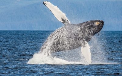 Whales accumulate 1 trillion SHIB ahead of Shibarium launch