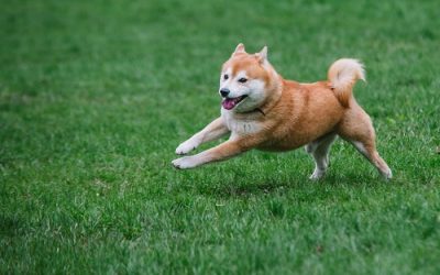 what does it mean for Shiba Memu?
