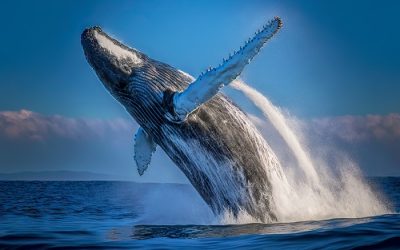 Bitcoin whales bought $388M of BTC just before the Grayscale news