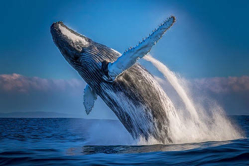 Bitcoin whales bought $388M of BTC just before the Grayscale news