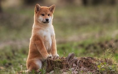 Shiba Inu (SHIB) price outlook after Shibarium setback