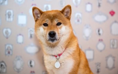 Dogecoin and Shiba Memu (SHMU)– what’s the price outlook?