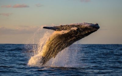 Bitcoin Mega Whale Resurfaces, JPMorgan Expects BTC Price to Drop, Bitcoin Cash Soars 40%, and More — Week in Review