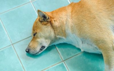 Dogecoin (DOGE) price takes a bow as Shiba Inu Kabosu dies