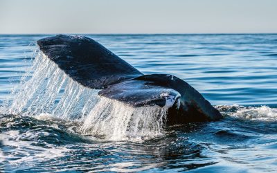 Curve DAO price soars amid fresh whale accumulation