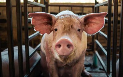FBI Seizes $2.5M in Crypto From Thailand-Based Pig Butchering Scam Targeting Americans