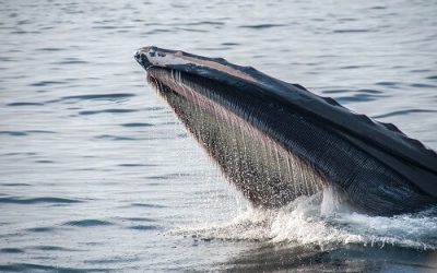 Whales accumulate more Bitcoin after latest pullback