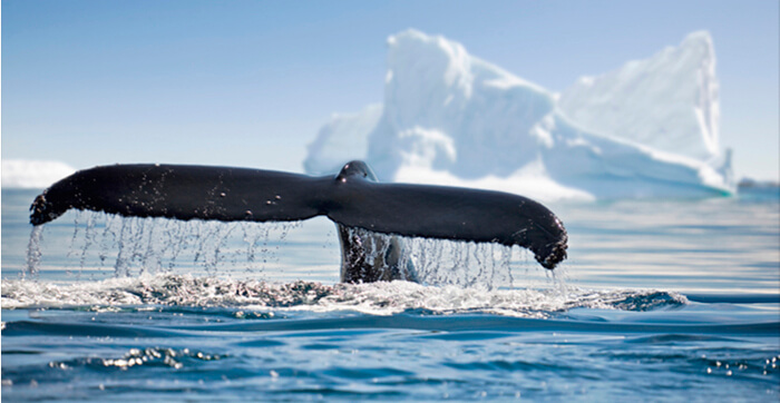 Whale dumps $3 million worth of INJ and buys LDO