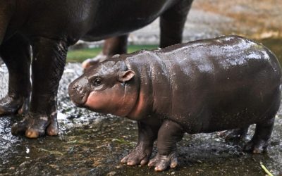 Adorable Baby Hippo Inspires Moo Deng Token — Soars 1,398% in a Week