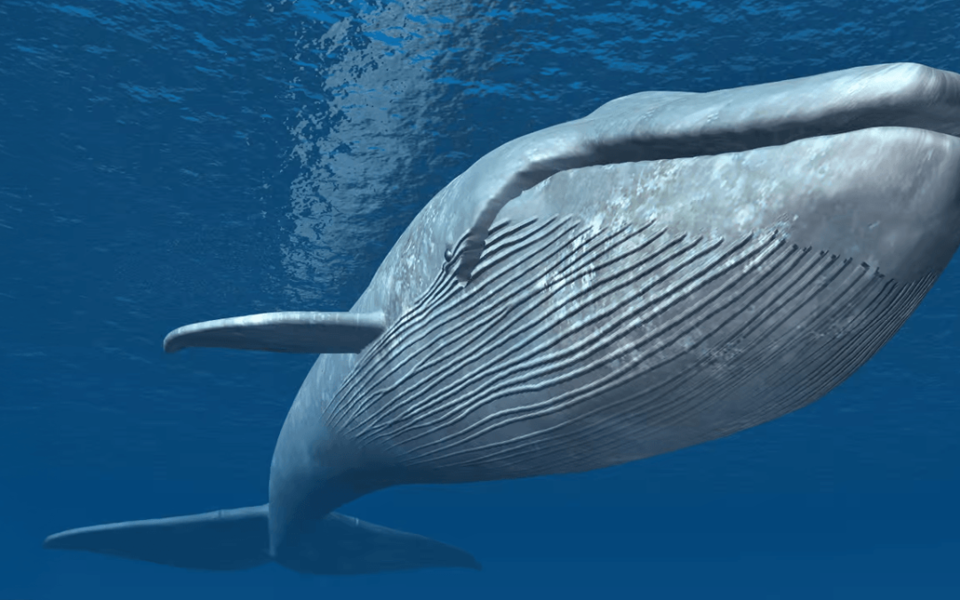 Whale Nets $1.6M Profit With 50x Leverage Amid Trump’s Crypto Reserve Announcement