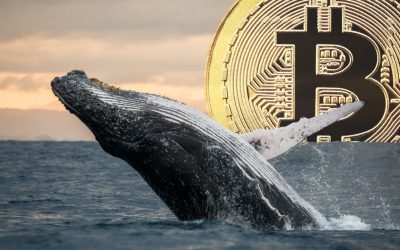 Cryptoquant Report Flags Stalled Whale Accumulation, Miner Pressure Hits Bitcoin