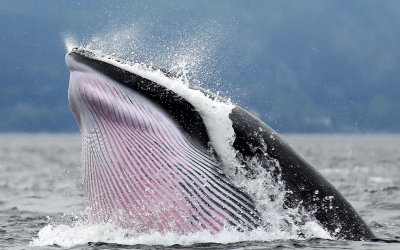 Inside the Crypto Whale Games: How Liquidation Hunting Targets Leveraged Traders