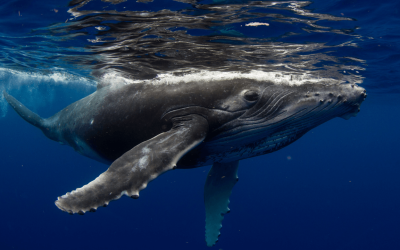 Fourth of July OG Whale Strikes Again: Another 10,000 BTC Moved as 30,000 Still Sit Idle