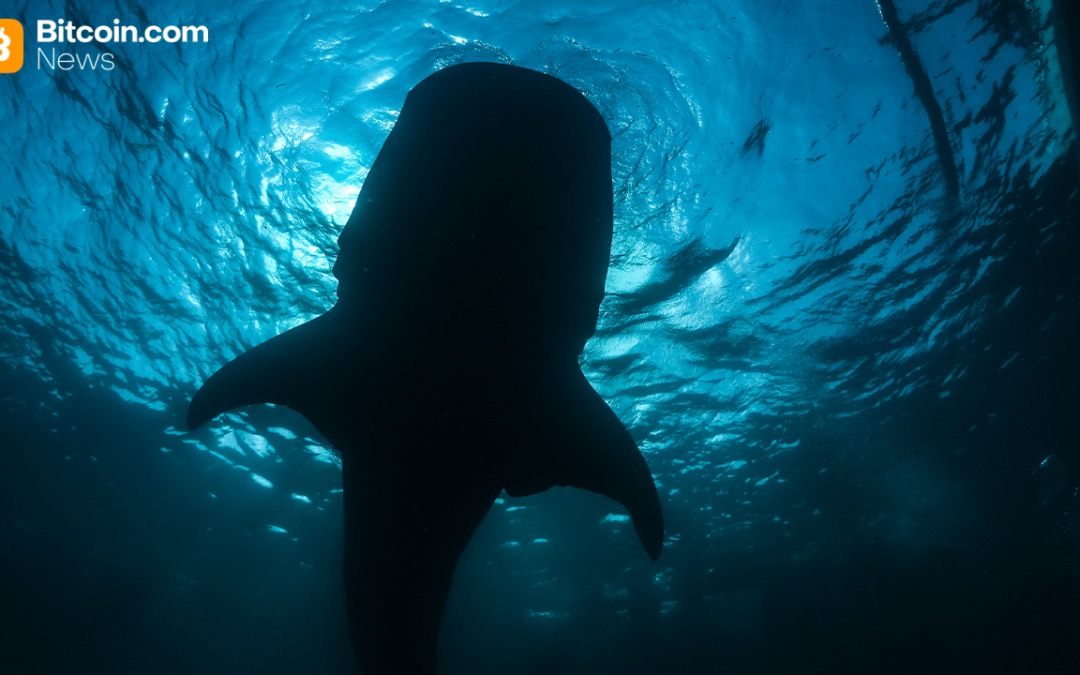 Onchain Analyst: Long-Sleeping Bitcoin Whale Resurfaces, Shifting 2,300 BTC to Paxos Wallet