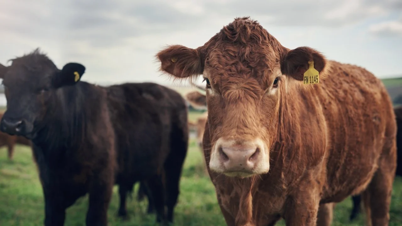 From Pasture to Blockchain: How Tokenized Cows Are Revolutionizing Agricultural Finance in Brazil – Bitcoin News